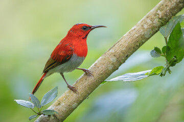 Temminck's Sunbird perched on a branch