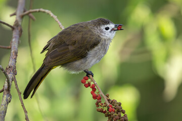 Pale-faced bulbul foraging on a fruit-covered branch in the rainforest