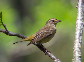 Palm Warbler perched on a branch near Memphis, Tennessee, showcasing its bright plumage in a natural setting.
