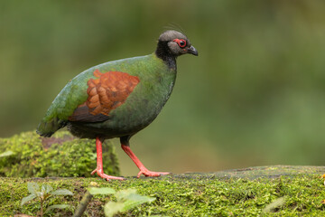 Female Crested partridge perched on the forest floor