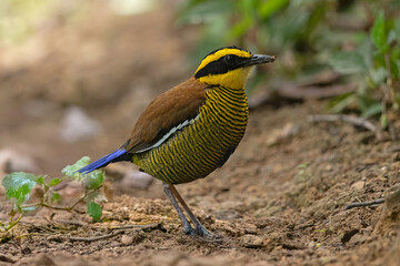 Bornean Banded-Pitta perched on the ground