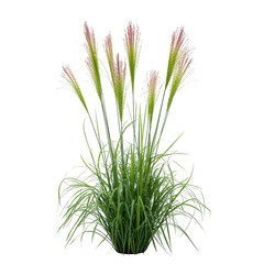 Fototapeta premium Ornamental grass isolated on white decorative plant with green leaves and pink plumes landscaping element for garden design