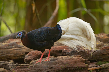 Bulwer's pheasant perched on a fallen tree