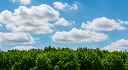 Vibrant green forest canopy under a sunny blue sky with clouds
