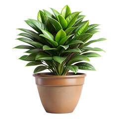 Realistic Plant Potted in Container For use indoors as a house plant and decoration. on a isolated white background. PNG