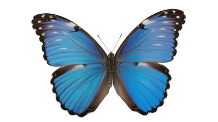 Obraz premium Striking blue morpho butterfly isolated on white a vibrant insect with intricate wing patterns for nature and wildlife projects