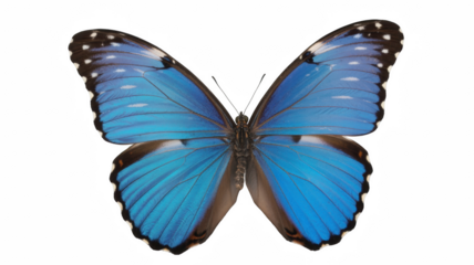 Striking blue morpho butterfly isolated on white a vibrant insect with intricate wing patterns for nature and wildlife projects