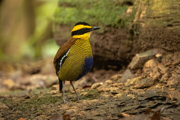 Bornean Banded-Pitta perched on the ground