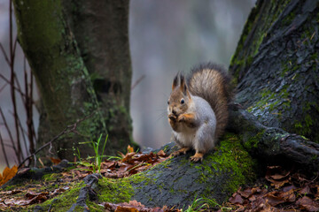 a squirrel with gray fur in autumn. close-up. colorful wildlife photo.