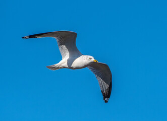 Ring-billed Gull flying over the Mississippi River against a clear blue sky.
