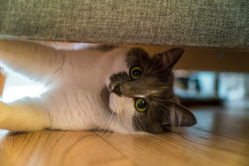 Baby kitty peeking from cozy indoor spot
