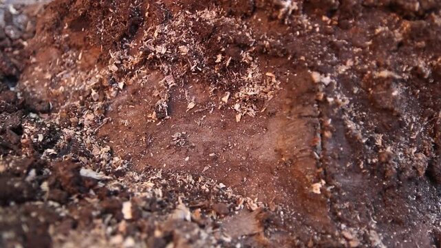 Close-up of a tree rotted by termites.
