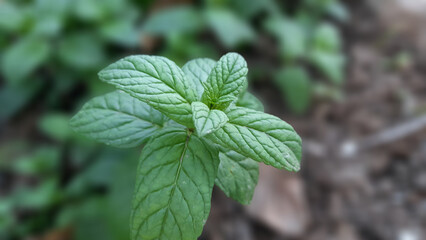 ​Fresh Green Mint Sprouts Growing on Natural Background