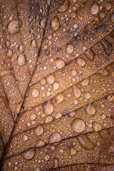 Fototapeta premium a fallen leaf with raindrops. a close-up of a leaf. a colorful photo of nature in the rain. an illustration.