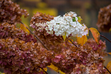 hydrangeas white flowers in autumn. colorful autumn photo. illustration of autumn