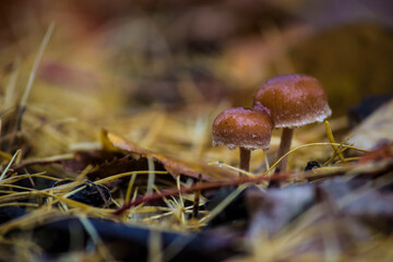 plute deer in the rain. mushrooms in the forest in the rain on a blurred background in close-up. colorful photo of nature and plants and mushrooms.