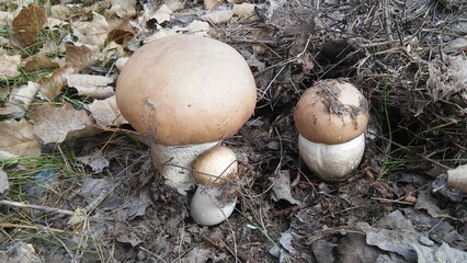 beautiful mushrooms in the forest