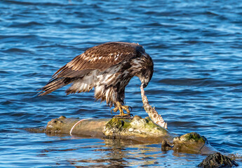Juvenile Bald Eagle perched on a log in the Mississippi River, tearing apart a fish carcass in the Driftless Region.
