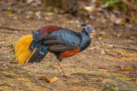 Crested Fireback perched on the ground 