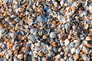 A detailed close-up view of various seashells scattered across the sandy beach. The natural textures, soft colors, and organic shapes create a calming coastal scene