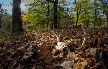 Skull of white-tailed deer (Odocoileus virginianus) in forest in autumn in central Virginia.