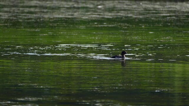 a female common goldeneye on a pond