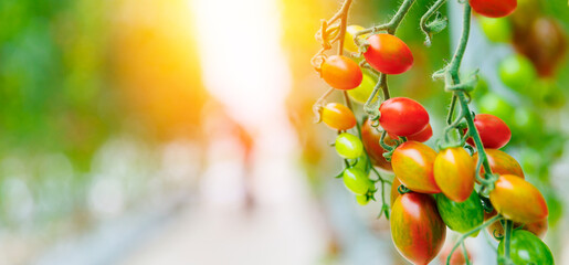 Ripening cherry tomatoes on vine in sunlit garden banner