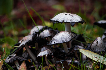 mushrooms in the rain on a blurred background in close-up. colorful photo of nature and plants and mushrooms.