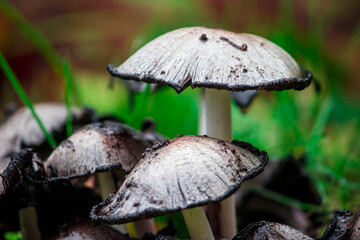 a colony of mushrooms in the rain. wood-ear mushrooms in the forest in the rain on a blurred background in close-up. a colorful photo of nature and plants and mushrooms.