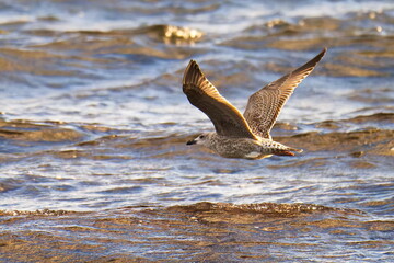 Junge Silbermöwe im Flug an der Ostsee	