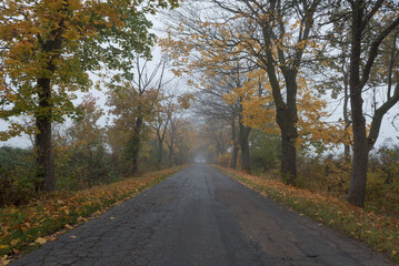 Obraz premium AUTUMN LANDSCAPE - Foggy weather and yellowed leaves on roadside trees 