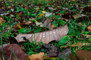 a fallen leaf with raindrops. a close-up of a leaf. a colorful photo of nature in the rain. an illustration.