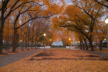 Naklejka premium Fall photo downtown Chicago October
