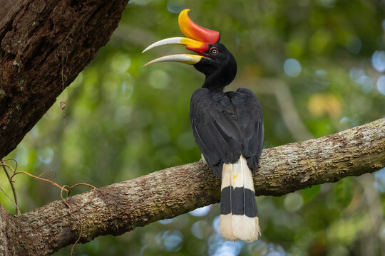 Rhinoceros Hornbill perched in a tree