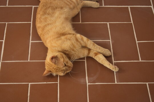 Gato laranja rajado deitado sobre piso vermelho retangular visto de cima