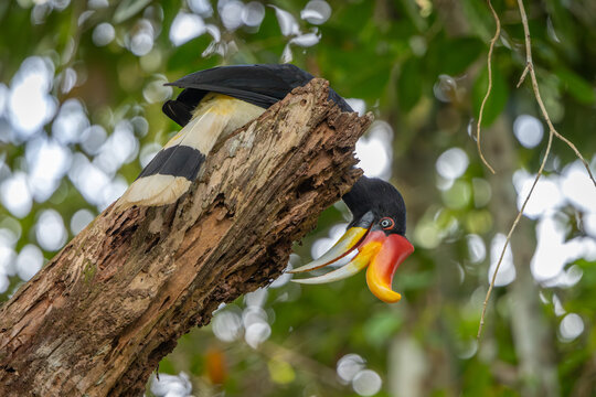Rhinoceros Hornbill perched in a tree and searching for food