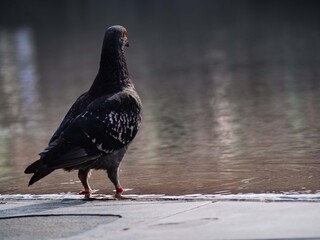 a pigeon standing by the water and looking into the distance