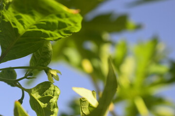 Detalhe da flor de pimentinha de cheiro em fazenda orgânica familiar