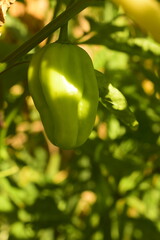 Pimentinha de cheiro de verde no pé, cultivo orgânico da planta vista de perto