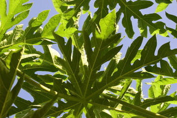 Folhas de mamoeiros vistos de baixo em céu azul