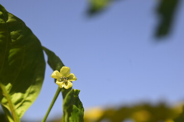 Flor da pimentinha de cheiro, detalhe da planta florescendo