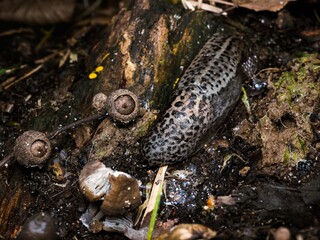 A snail without a shell on the forest floor