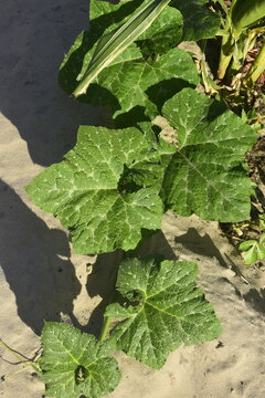 Folhas da planta de jerimum, p&eacute; de abobora no ch&atilde;o com galhos crescentes