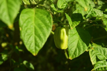 Pimentinha de cheiro de verde no pé, cultivo orgânico da planta