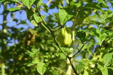 Pimenta de cheiro, pimentinha de ceiro verde no pé, planta em fazenda familiar