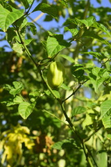 Pimentinha de cheira crescendo no pé, plantação orgânica e céu azul