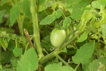 Tomate verde no pé, tomatinho cereja crescendo no galho