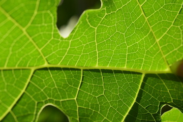 Detalhe da folha de mamoeiro verde contra luz do sol