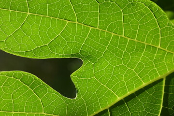 Textura de folha verde vista em detalhes, folha de mamoeiro contra luz