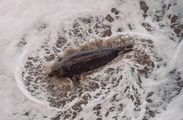 views from walking around the Great Orme Llandudno